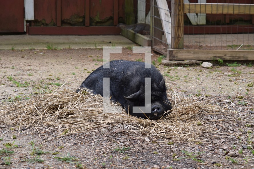 a pig resting on a farm 