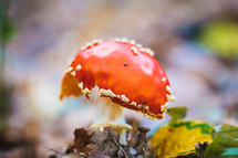 red mushroom 