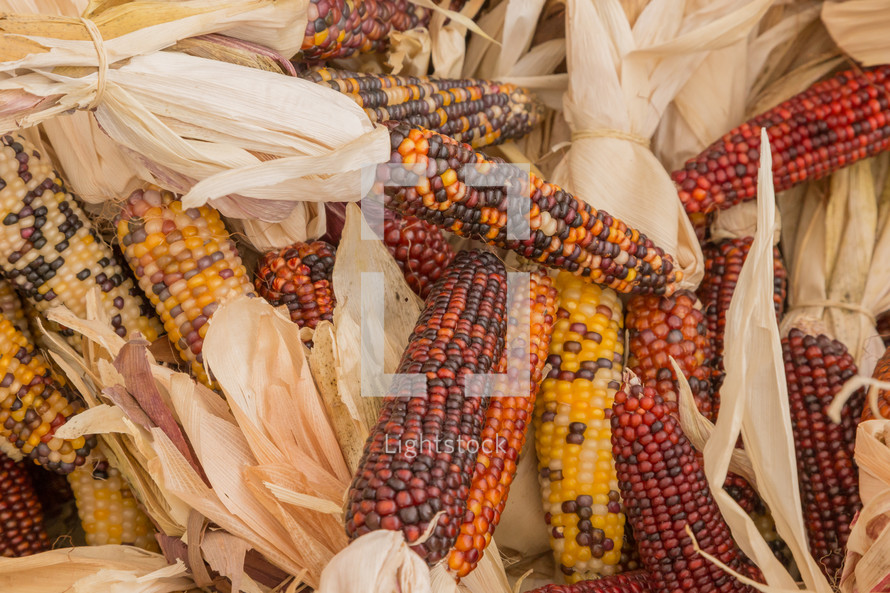 fall dried corn 
