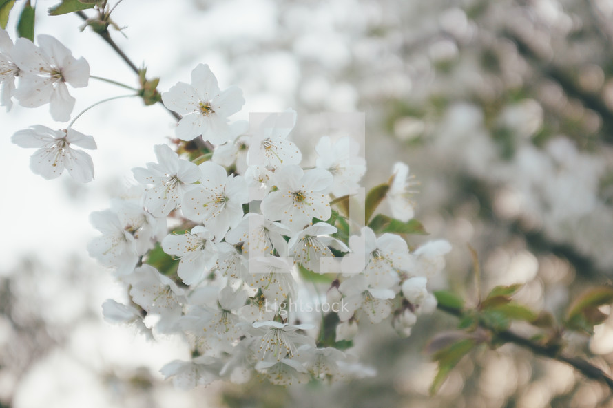 White spring blossoms on a tree 