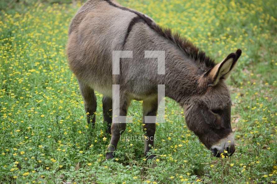 a donkey grazing on wildflowers 
