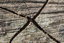 cross shape in a tree stump 