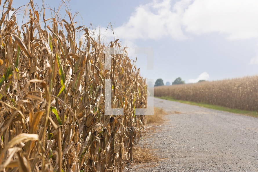 rows of corn crops 