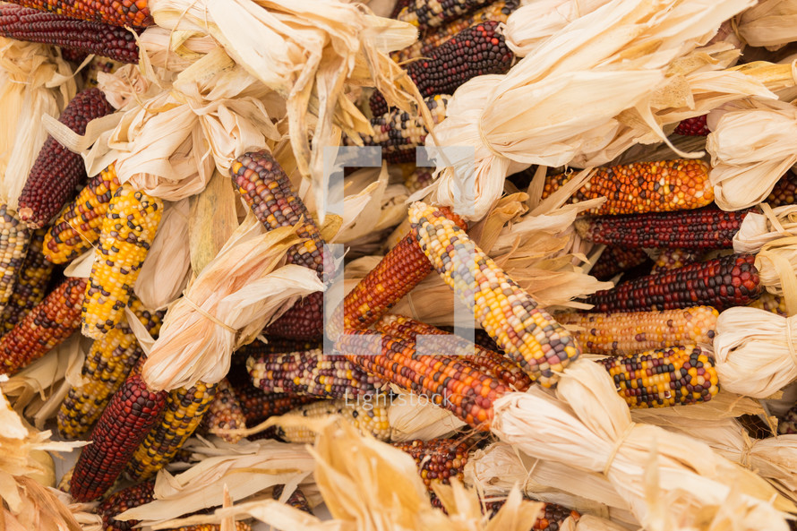 dried fall corn 
