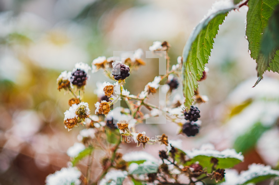 snow on berries 