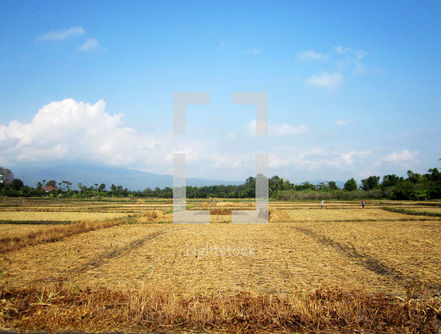 Field of harvested crops.