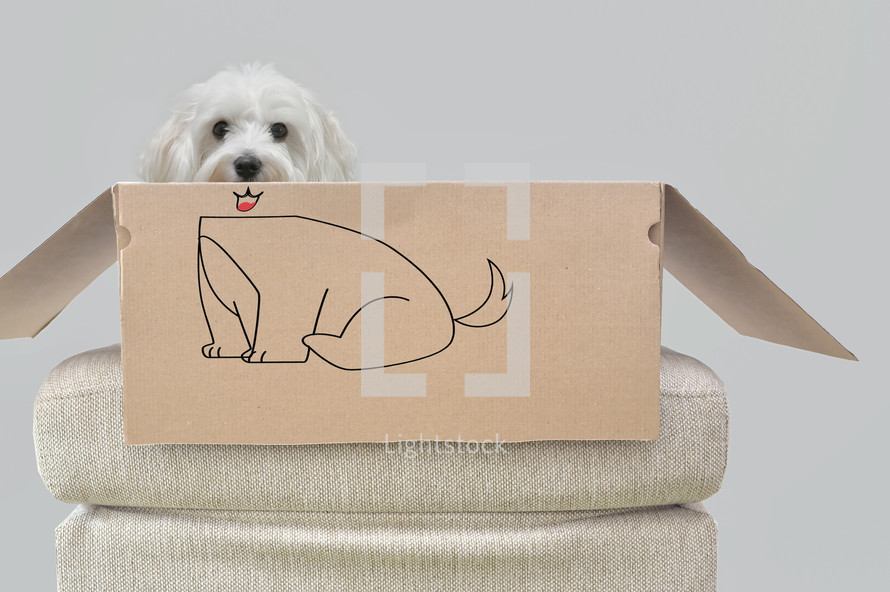 dog in a cardboard box 