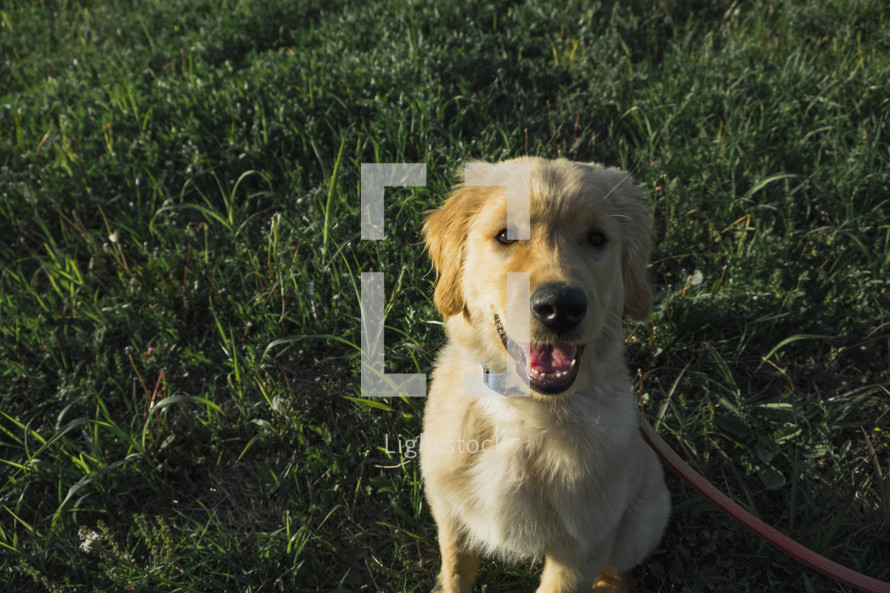 golden retriever puppy in grass 