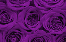 purple rose background 