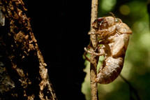 cicada shell 