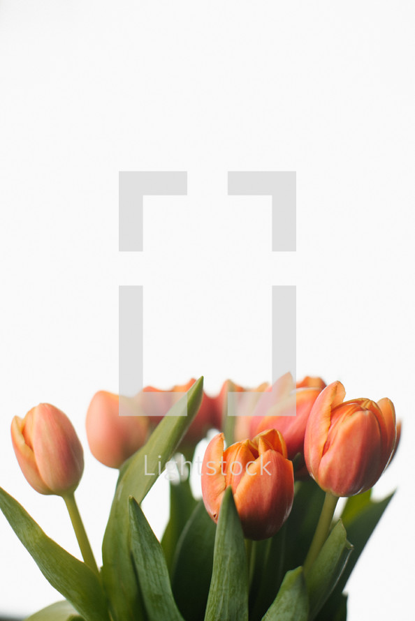 bouquet of tulips on a white background 