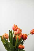 bouquet of spring tulips 