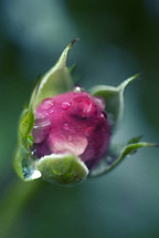 Water droplets on an autumn rose bud.