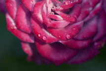 Raindrops on a rose