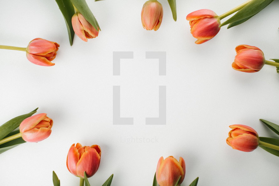 spring tulips on a white background 