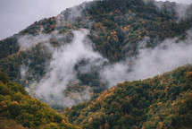 Fog and autumn colors in the mountain forest