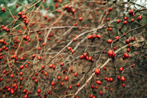 Ripe rose hips branches in late October.Medicinal berries, rosa canina, dog-rose