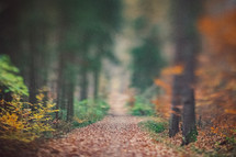 out of focus trees in a forest 