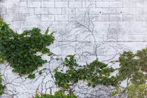 vines on a white wall 