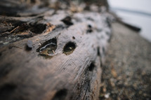 wet driftwood washed onto a shore