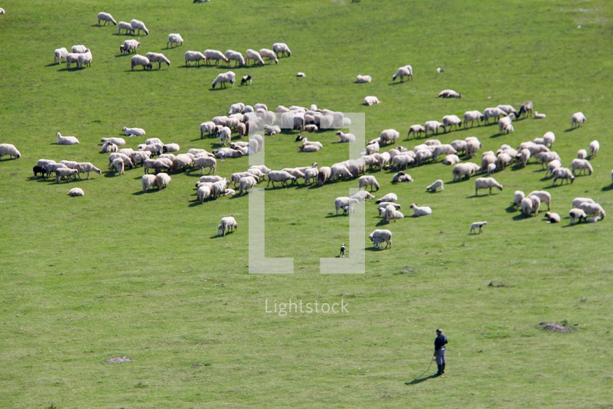 flock of sheep and shepherd 