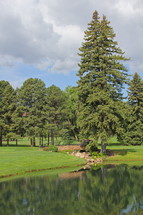 pine tree by a lake
