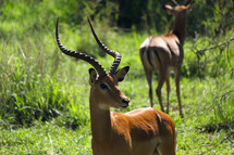 antelope 