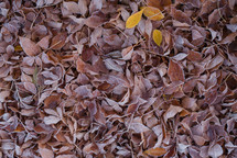 frost on brown fall leaves 