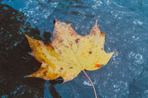 floating yellow fall leaf 