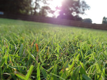 Close up of grass blades in lawn on sunny summer day