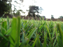 Close up of grass blades in lawn on sunny summer day