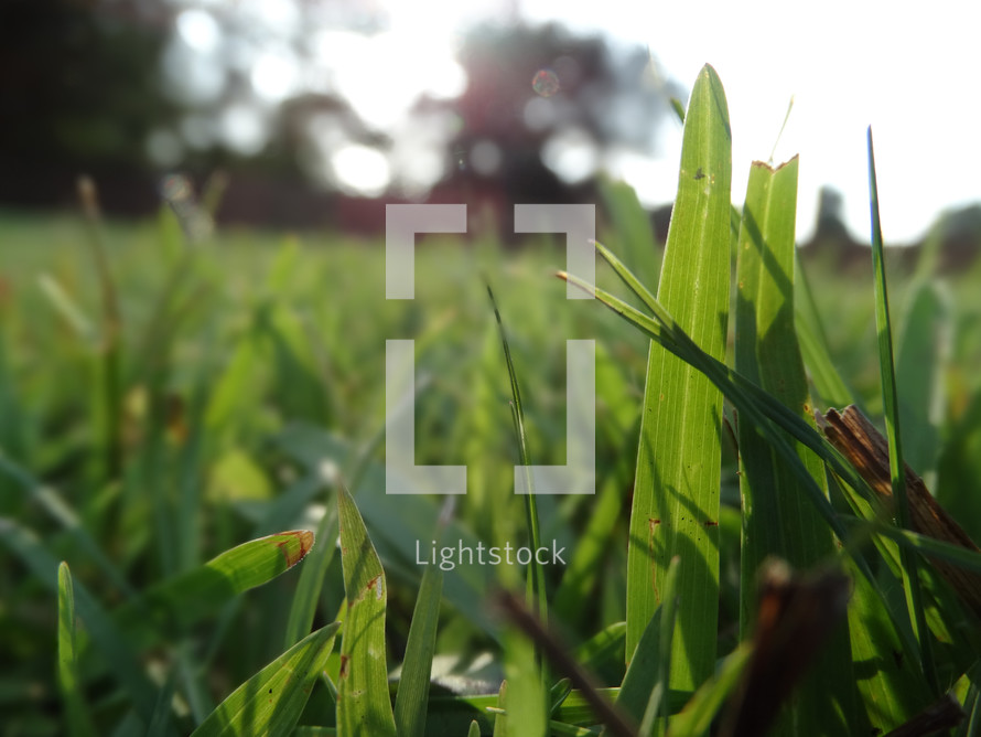 Close up of grass blades in lawn on sunny summer day