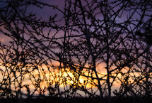 silhouette of plants at sunset 
