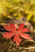 red fall leaf 