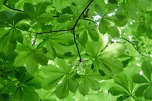 green leaves on a summer tree 