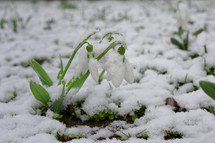 snowdrop flower in snow 