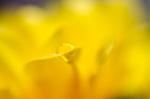 out of focus drop of water on a yellow flower