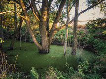trees in a green pond 