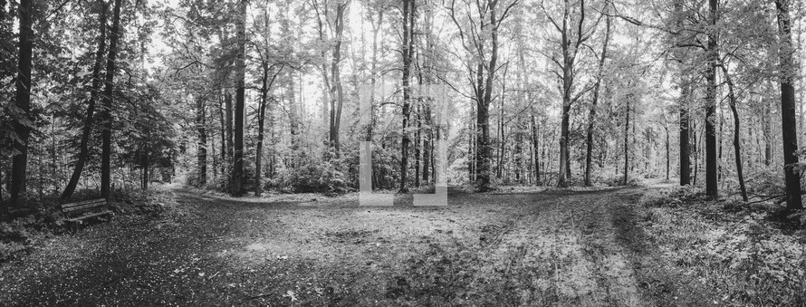 a summer forest in black and white 