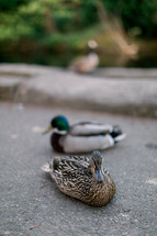 mallard duck pair 