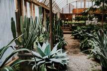 plants in a greenhouse 