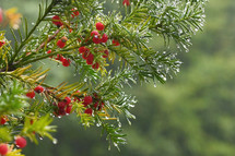 wet plant with red berries 