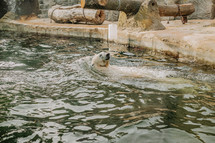 White bear swimming in prague zoo. Nature concept. Beautiful wildlife. High quality photo