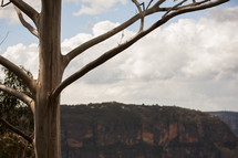tree and cliff 
