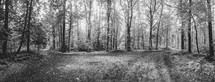 a summer forest in black and white 