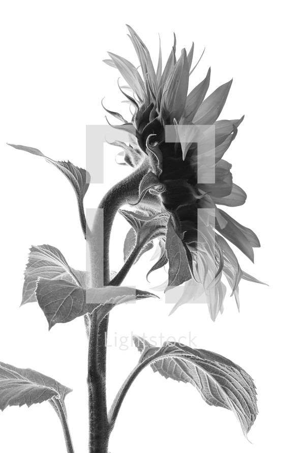 sunflower in black and white 