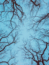 winter branches 
