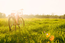 bicycle in a field in summer 