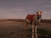 camel in a desert at dusk 
