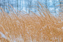 tall brown grasses and snow 